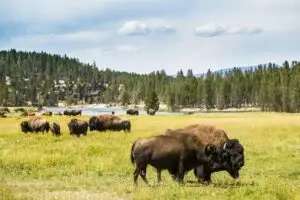 yellowstone national park tours and activities